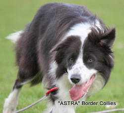 Astra Honey, Red and white medium coated border collie